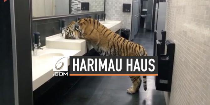 VIDEO: Detik-Detik Harimau Minum di Toilet Umum