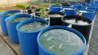 Budidaya Ikan di Drum Plastik, Solusi Ternak Ikan Tanpa Lahan Luas