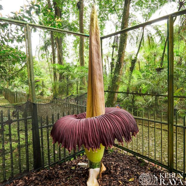 Bunga Bangkai Mekar Sempurna di Kebun Raya Cibodas, Tingginya Capai 310 Cm