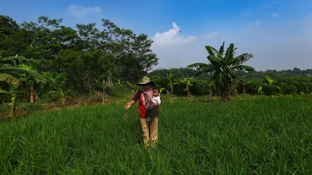 Distribusi Pupuk Subsidi kepada Petani Mulai Lancar