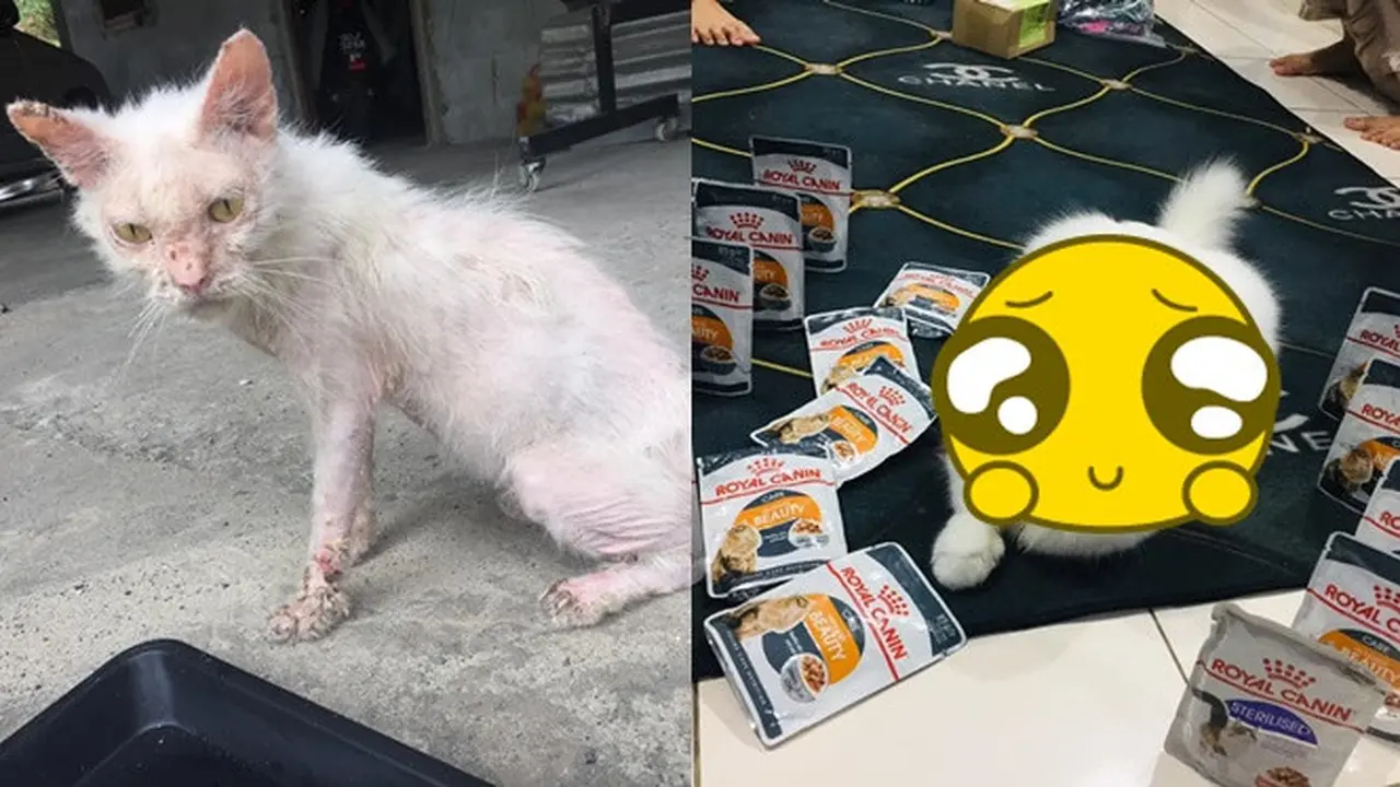 7 Potret Transformasi Kucing Buruk Rupa Berubah Jadi Cantik Ini Bikin Takjub