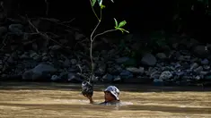 Seorang pria membawa pohon menyeberangi sungai untuk ditanam di jalur hutan dalam rangka memperingati Hari Bumi di Jantho, Provinsi Aceh, pada Rabu 22 April 2026. Peringatan Hari Bumi 2026 di Kota Jantho, Aceh Besar, ditandai dengan aksi nyata pelestarian lingkungan sekaligus protes keras terhadap kerusakan alam. (CHAIDEER MAHYUDDIN/AFP)