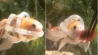 Lumpuh Tak Bisa Berenang, Wanita Ini Bikin Alat Apung untuk Ikan Peliharaannya