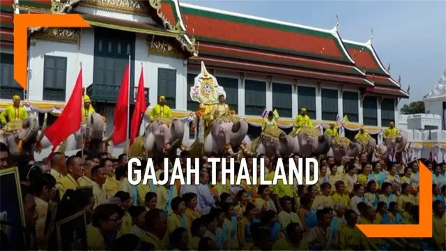 Belasan gajah dan ratusan warga berbaju kuning memberikan penghormantan kepada Raja Thailand yang baru, Raja Rama X.
