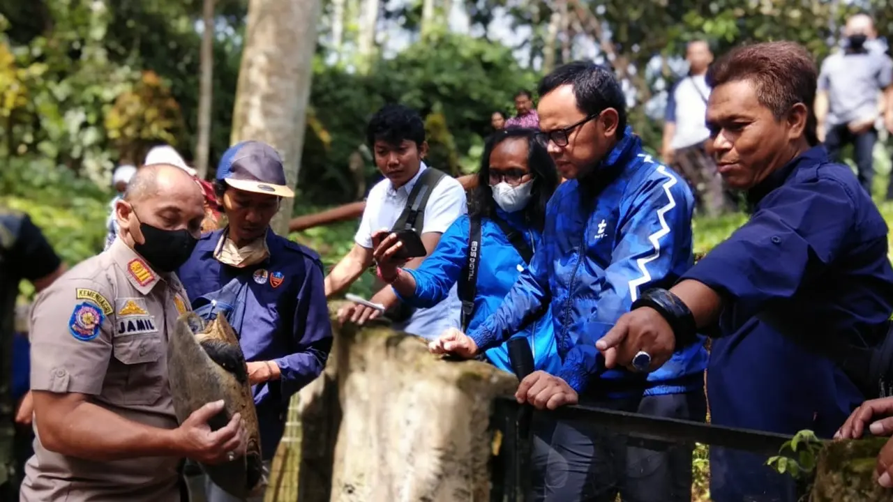 BKSDA Bakal Evakuasi Satwa Dilindungi Koleksi Mini Zoo Bogor