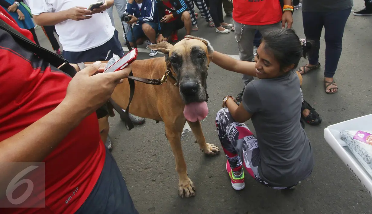Seorang wanita mengelus kepala anjing jenis Great Dane disela kegiatan Car Free Day di Jakarta, Minggu (18/12). Anjing itu menarik perhatian warga karena ukurannya yang lebih besar dibanding anjing pada umumnya. (Liputan6.com/Immanuel Antonius)