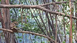 Aktivitas monyet di Suaka Margasatwa Muara Angke, Jakarta, Selasa (17/9/2019). Suaka Margasatwa Muara Angke akan dikembangkan sebagai pusat edukasi mangrove. (Liputan6.com/Herman Zakharia)