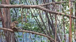 Aktivitas monyet di Suaka Margasatwa Muara Angke, Jakarta, Selasa (17/9/2019). Suaka Margasatwa Muara Angke akan dikembangkan sebagai pusat edukasi mangrove. (Liputan6.com/Herman Zakharia)