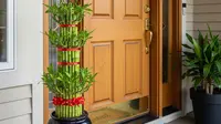 7 Cara Penempatan Bambu Air Feng Shui di Rumah agar Membawa Rezeki dan Keberuntungan