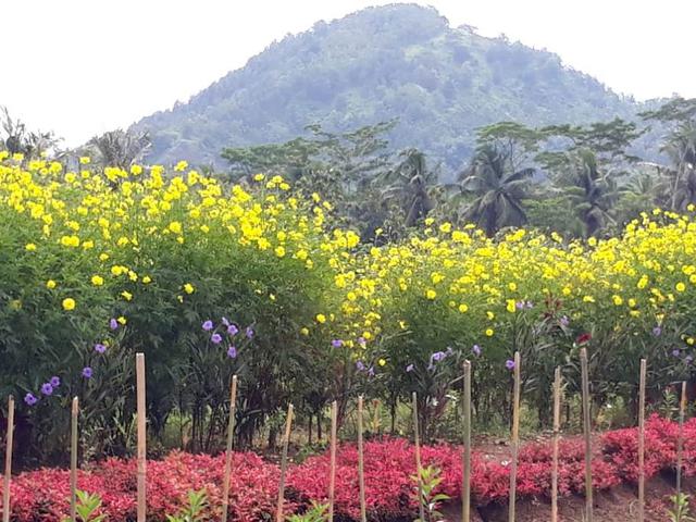 Keren Sawah Petani Banyumas Disulap Jadi Taman Bunga Regional Liputan6 Com
