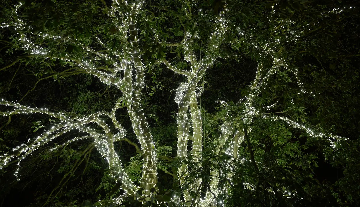 Sebuah instalasi cahaya pada pohon terlihat selama sesi pemotretan di Kew Gardens, London, Selasa (19/11/2019). Kebun Botani Kew atau lebih dikenal dengan sebutan Kew Gardens menghiasi kebun dan semua pohonnya dengan tata lampu yang menarik menjelang Hari Natal. (Daniel LEAL-OLIVAS / AFP)