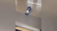 Malas Terbang, Merpati Ini Menumpang Commuter Line