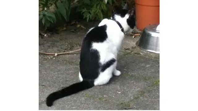 7 Kucing Ini Miliki Bulu Tak Biasa, Bikin Senyum Sendiri
