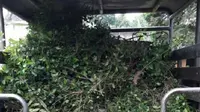 Petugas BNN Bogor menemukan 100 lebih pohon teh Arab yang diduga berusia satu tahun. (Liputan6.com/Achmad Sudarno)