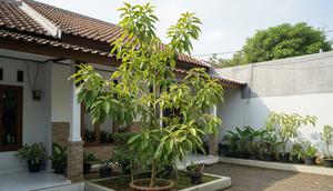 Cara Menanam Alpukat di Halaman Rumah (Sumber: gemini.com)