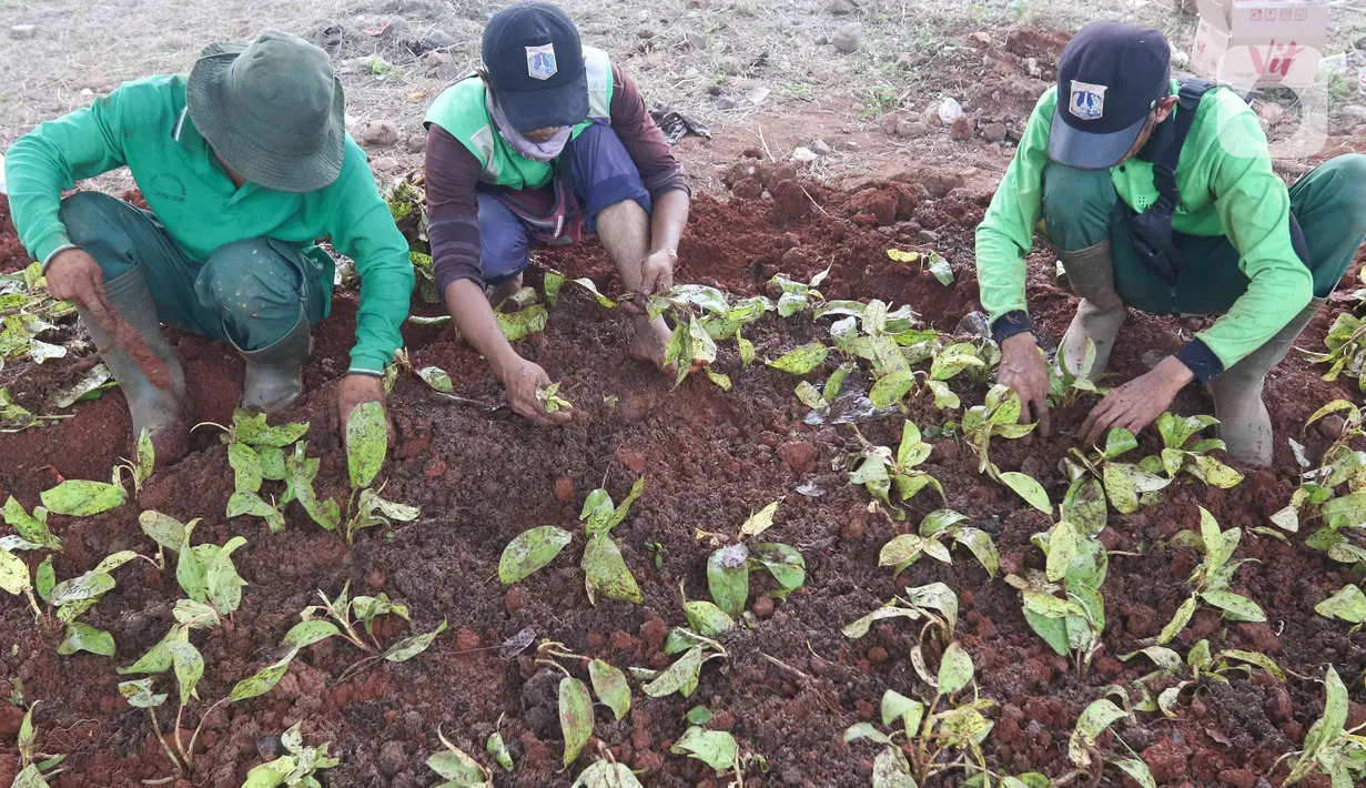 Petugas Suku Dinas Pertamanan dan Hutan Kota melakukan penanaman tanaman di bawah kolong Tol Becakayu atau Bekasi-Cawang-Kampung Melayu, Jakarta, Kamis (5/1/2023). Perlu diketahui, progres penghijauan di area kolong Tol Becakayu telah dilakukan sepanjang 2,7 kilometer dari total yang akan dihijaukan 5 kilometer. (Liputan6.com/Herman Zakharia)