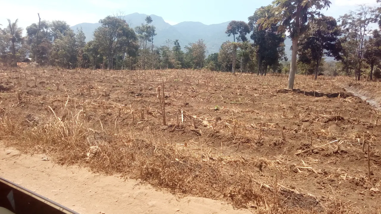 Nampak berapa lahan pertanian di sekitar Sukahurip, Garut mulai mengering akibat kemarau