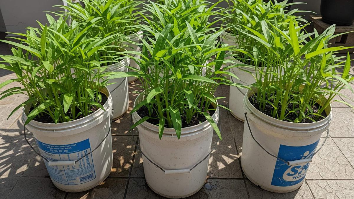 10 Tanaman Sayur di Ember Anti Ribet dan Hemat Biaya, Panen Segar Tiap Hari