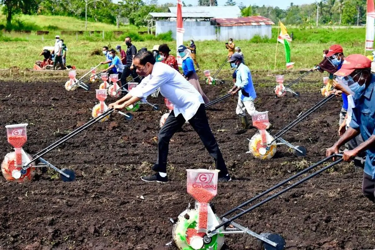 Presiden Joko Widodo atau Jokowi Di Papua.