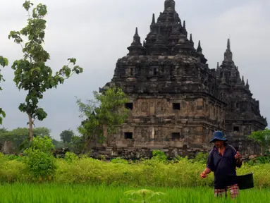 Seorang warga beraktivitas di sekitar Candi Plaosan, Klaten, Jateng, Selasa (26/1/2016). Candi Plaosan diperkirakan dibangun pada masa pemerintahan Rakai Pikatan dari Kerajaan Mataram Hindu, yaitu pada awal abad ke-9 M. (Foto: Boy Harjanto)