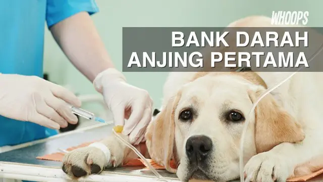 Tak hanya anjing, pihak setempat juga berencana menyediakan bank darah untuk kucing dan binatang lainnya.