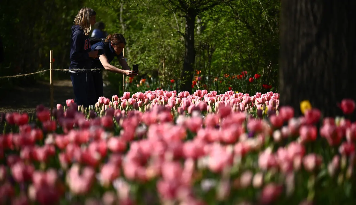 Seorang wanita mengambil gambar dengan ponselnya di dekat hamparan bunga tulip di taman Kastil Pralormo di Pralormo, dekat Turin (11/4/2022). Lebih dari 75.000 bunga tulip bermekaran di waktu yang sama waktu dan mengumumkan kedatangan musim semi. (AFP/Marco Bertorello)