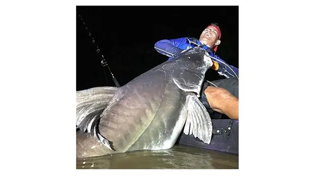 6 Rezeki Tak Terduga Dapat Ikan Seukuran Tubuh Manusia Ini Bikin Melongo