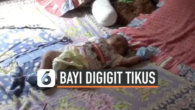 Warga desa Pasir Jambu Kabupaten Bogor resah dengan peristiwa bayi digiit tikus yang terjadi di kampungnya. Mereka  selalu menggendong bayinya kemanapun pergi.