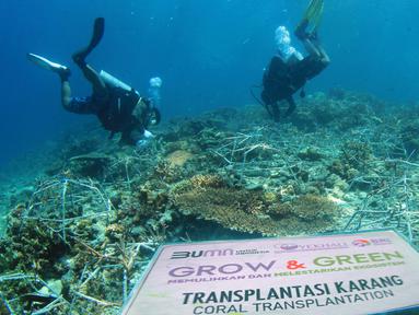 BRI melalui aktivitas Corporate Social Responsibilty (CSR) BRI Peduli Grow &amp; Green berkomitmen mendukung dan menjaga ekosistem dengan biodiversitas laut yang tertinggi dibanding ekosistem laut lainnya, melindungi pantai dan daerah pesisir, serta mengurangi pemanasan global. (Dok. BRI)