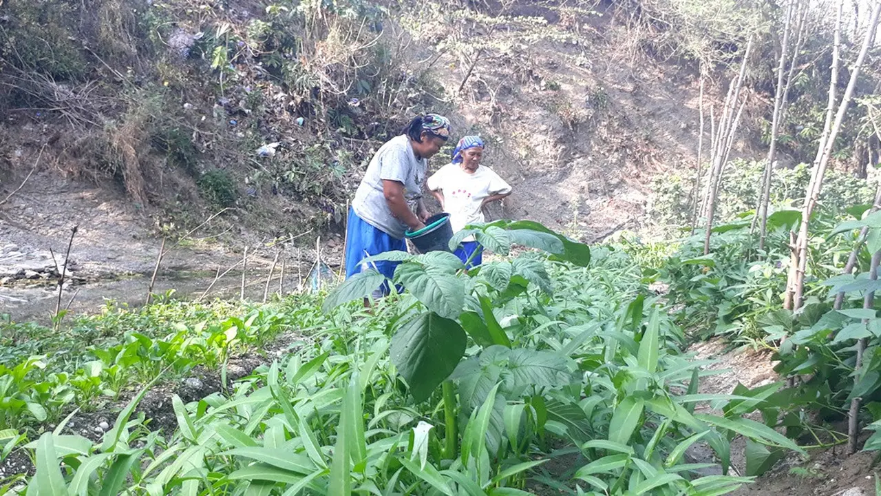 Petani menyirami sayuran yang ditanam di pinggir sungai yang mengering di musim kemarau. (Foto: Liputan6.com/Muhamad Ridlo)