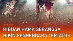 Ribuan hama serangga muncul di jalanan mengundang perhatian