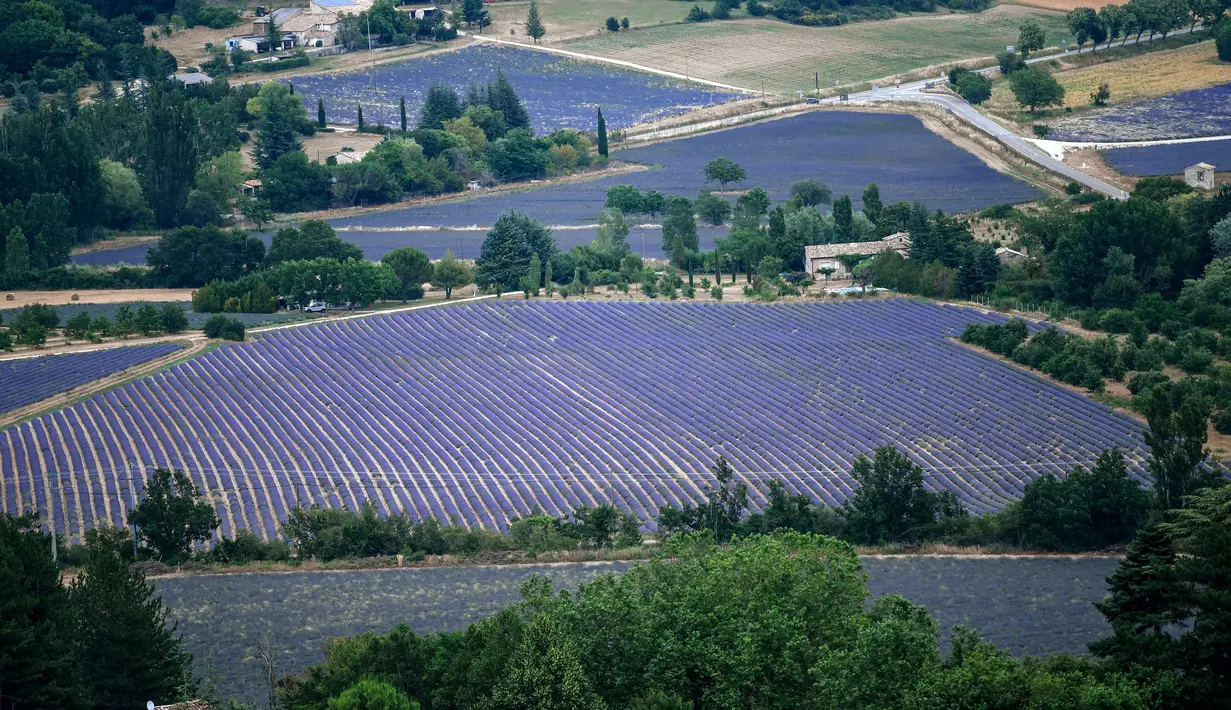 Ladang-ladang bunga lavender terlihat di kota Sault, Prancis selatan pada 8 Juli 2019. Layaknya hamparan luas karpet berwarna ungu, bunga lavender dipangkas rapi dan ditata sedemikian rupa. (Photo by Christophe SIMON / AFP)