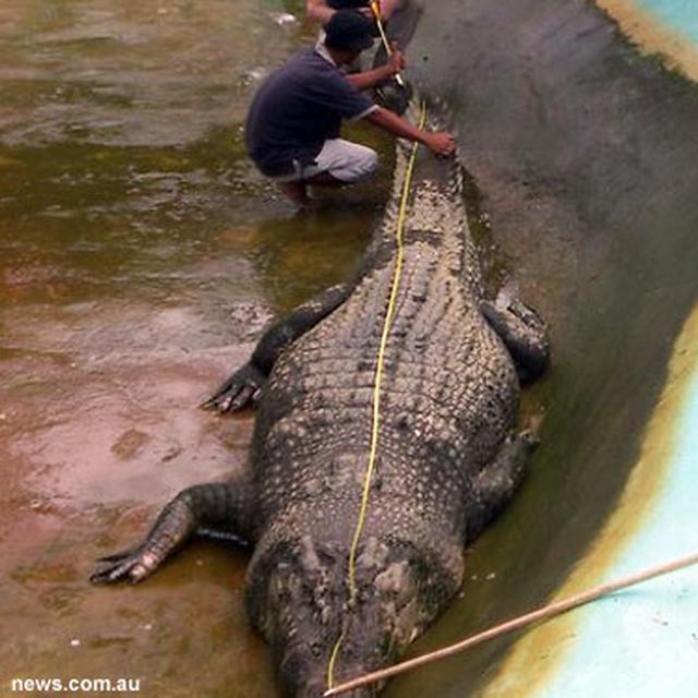 Buaya Terbesar Di Dunia Mati Penyebabnya Misterius Global Liputan6 Com