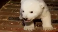 Bayi beruang kutub diketahui kelaminnya setelah dua bulan.
