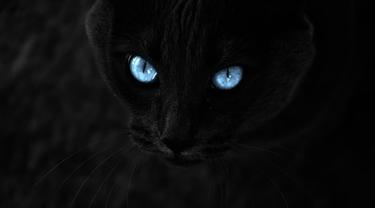 Mengulik Fakta Mengenai Kucing Hitam Lifestyle Fimela Com
