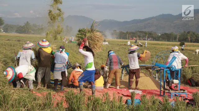 Hiruk-pikuk Petani Gorontalo Sambut Musim Panen dengan Bergotong royong