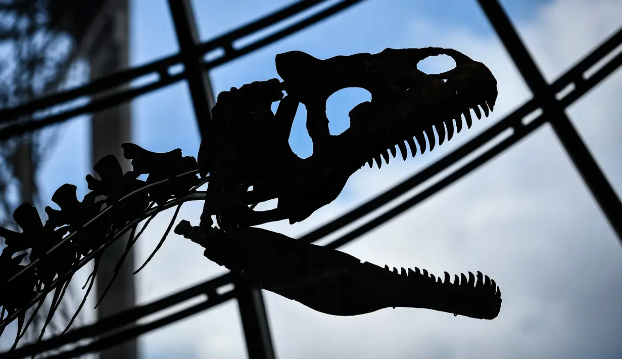 Kerangka dinosaurus yang sangat langka dipajang di lantai pertama Menara Eiffel, Paris, 2 Juni 2018. Kerangka dinosaurus yang menyerupai dinosaurus karnivora, allosaurus, itu ditemukan dalam penggalian di Wyoming, AS pada 2013. (AFP/STEPHANE DE SAKUTIN)