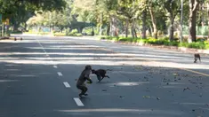 Sejumlah ekor monyet berlarian di tengah jalan raya selama lockdown nasional di New Delhi, India (2/4/2020). Aturan lockdown yang diberlakukan pemerintah India untuk pencegahan penyebaran wabah pandemi virus corona membuat lalu lintas di Kota New Delhi sepi aktivitas kendaraan. (AFP/Jewel Samad)