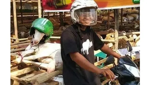6 Kambing Pakai Helm Ini Curi Perhatian, Siap Diantar Ojek Online