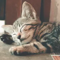 ilustrasi kucing/Ihsan Adityawarman/pexels