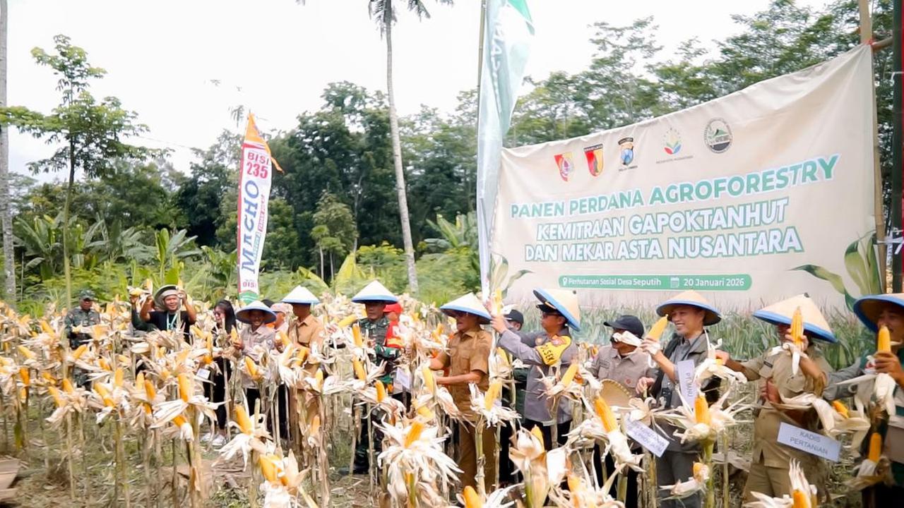 Hidupkan Lahan Tidur, Jember Panen Perdana Jagung Lewat Program Agroforestri