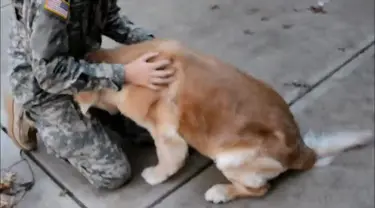 Anjing golden retriever menangisi kedatangan pemiliknya, ia tidak bisa berdiri saking senangnya.