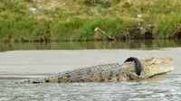 Ban yang melingkari leher si buaya terlihat sempit akibat tubuh reptil itu yang kian membesar. (Liputan6.com/Apriawan)