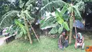 Citizen6, Cirebon: Pohon pisang milik Akhirudin dan Rokhmat ini terbilang unik, pisang ini memiliki panjang sekitar 1.6 meter, dan buahnya sekitar 1000 buah bisa lebih," tutur Rokhmat, (9/6). (Pengirim: Akhirudin) 