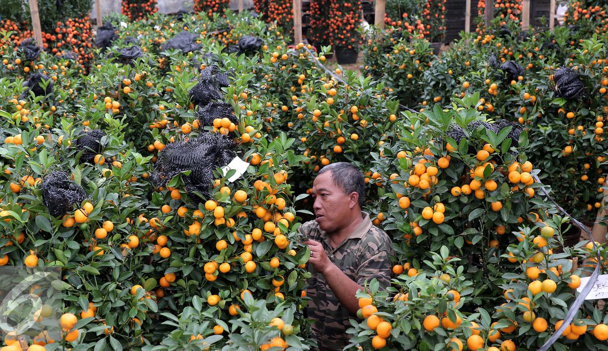 Seorang pedagang berada di kebun jeruk jenis Kumquat dan Chusa yang di impor dari Cina di Jakarta, Rabu (27/1). Permintaan Jeruk asal Cina tersebut meningkat 100 % menjelang imlek. (Liputan6.com/Angga Yuniar)
