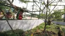 Anak-anak melihat satwa di dalam kawasan Taman Jalur Hijau Kosambi, Jakarta Barat, Sabtu (8/1/2022). Di taman ini bukan hanya ruang terbuka hijau yang sangat bagus untuk berswafoto tetapi juga terdapat berbagai macam hewan untuk mengedukasi anak-anak yang datang. (Liputan6.com/Angga Yuniar)