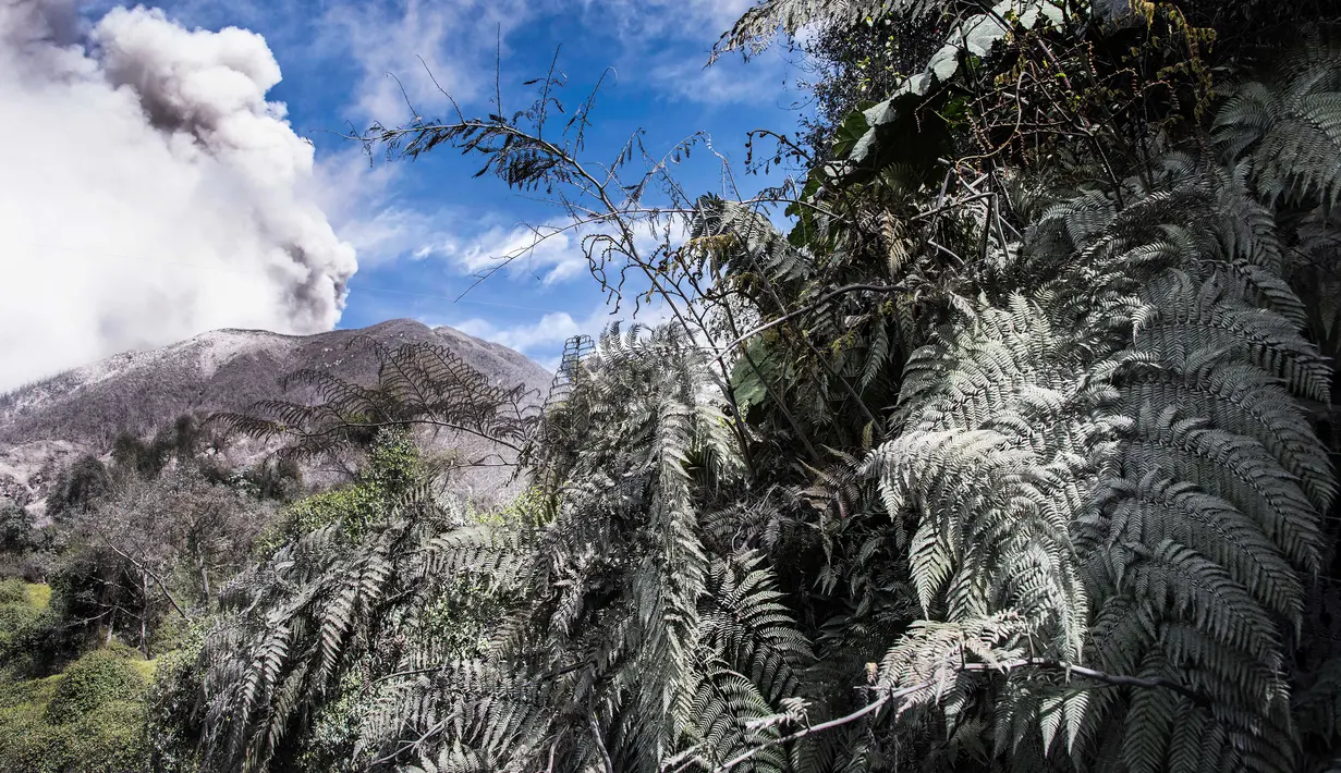 Kondisi tumbuhan di sekitar gunung Turrialba yang memuntahkan abu vulkanik saat erupsi, terlihat dari Cartago, 35 km dari San Jose, Kosta Rika (6/1). (AFP Photo/Ezequiel Becerra)