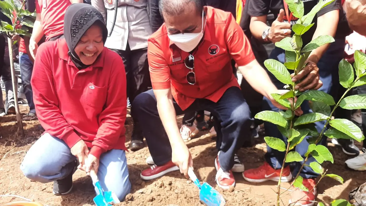 Ketua DPP PDIP Bidang Kebudayaan, Tri Rismaharini melakukan giat penanaman pohon pada rangkaian HUT PDIP Ke-50 di Desa Lambang Sari, Tambun Selatan, Kabupaten Bekasi, Minggu (15/1/2023).