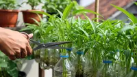 Cara Menanam Kangkung di Galon Bekas, Panen Cepat dalam Hitungan Hari