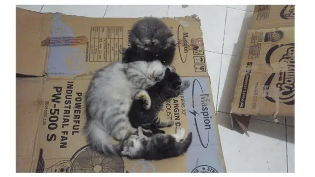 Potret Kucing Dikirim Melalui Peketan Dalam Kardus